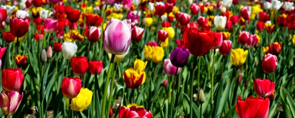 Spring tulipa background — Stock Photo, Image