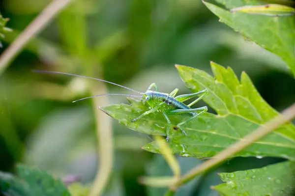 Bush-cricket (Leptophyes) — Stock Fotó
