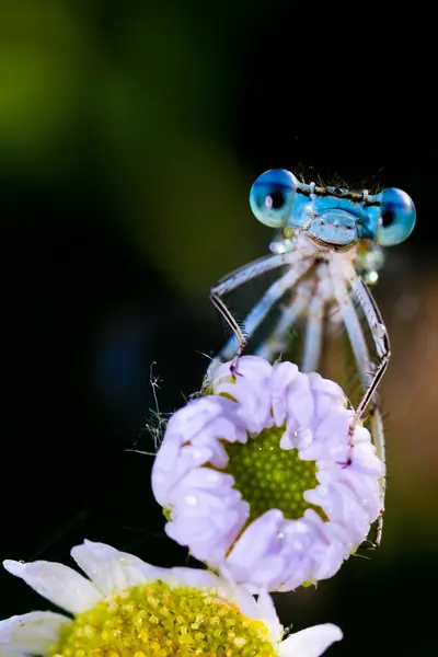 Blaue Libelle (enallagma cyathigerum) ) — Stockfoto