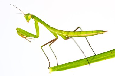 peygamber devesi - mantis bileğinde