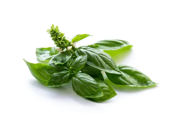 Albahaca verde con flor — Foto de Stock