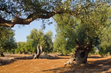 Eski zeytin ağacıyla Akdeniz zeytin tarlası