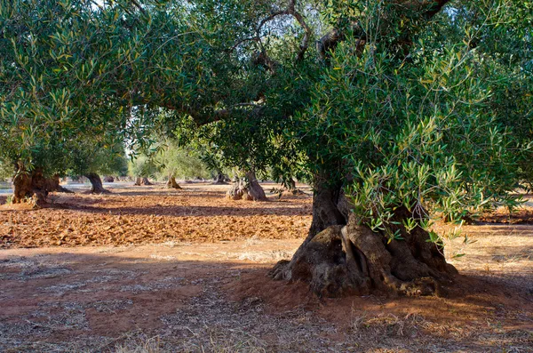 Средиземноморское оливковое поле со старым оливковым деревом — стоковое фото