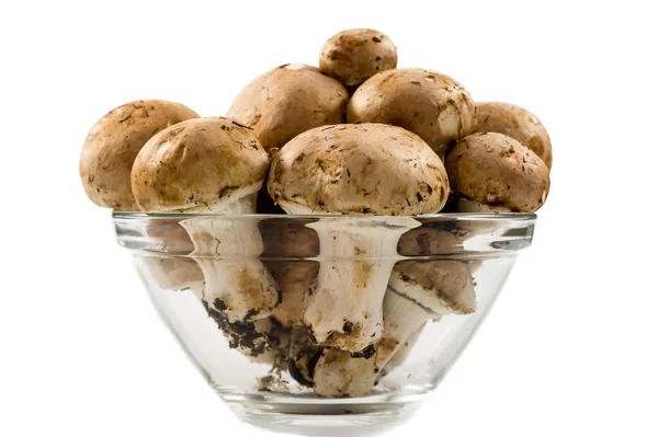 Funghi comuni — Foto Stock