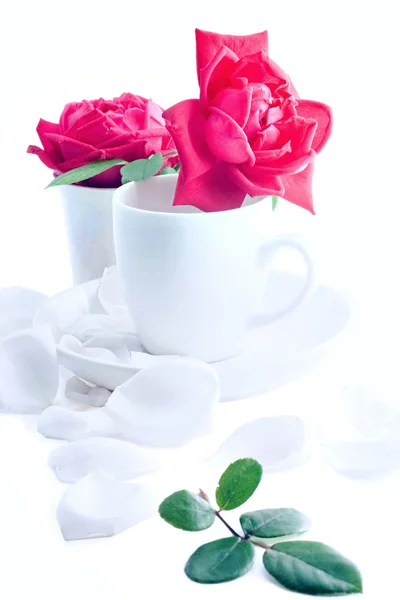 Cup of roses — Stock Photo, Image