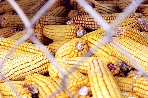 Pengelompokan Jagung — Stok Foto