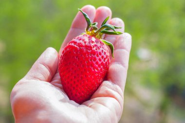 elinde kırmızı çilek