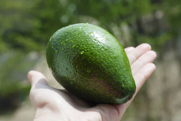 Hand Met Een Grote Groene Avocado — Stockfoto