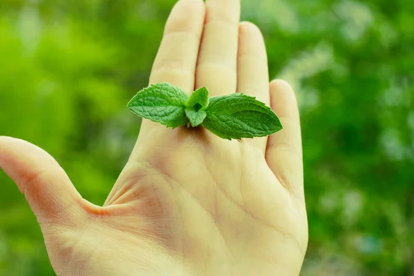 stock image hand holding  a green mint plant