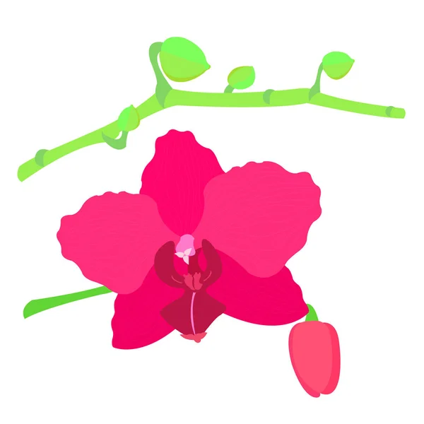 Vector Illustration Pink Orchid Flower Isolated White Background — 스톡 벡터