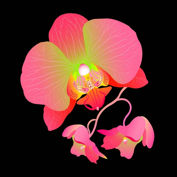 Vector Illustration Pink Orchid Flower Isolated Black Background — 스톡 벡터