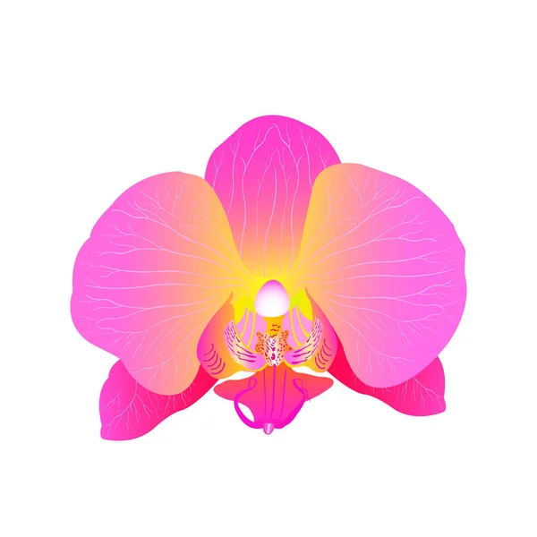 Vector Illustration Pink Orchid Flower Isolated White Background — Archivo Imágenes Vectoriales