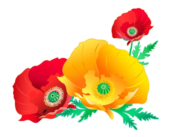 Fleurs Pavot Colorées Isolées Sur Fond Blanc — Image vectorielle