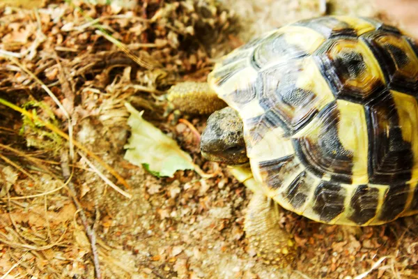 Zeeschildpad — Stockfoto