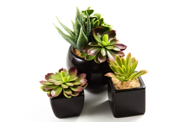 Plante succulente — Photo