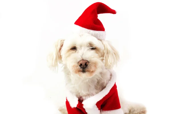 Dog dressed as santa claus — Stock Photo, Image