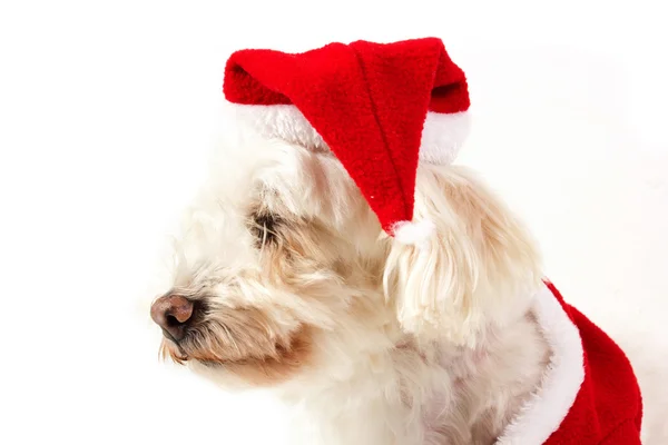 Dog dressed as santa claus — Stock Photo, Image