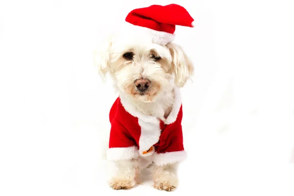 Dog dressed as santa claus — Stock Photo, Image