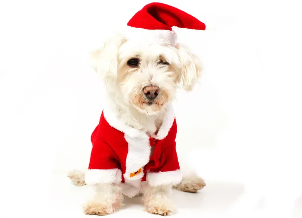 Dog dressed as santa claus — Stock Photo, Image