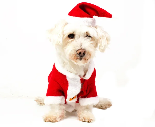 Dog dressed as santa claus — Stock Photo, Image