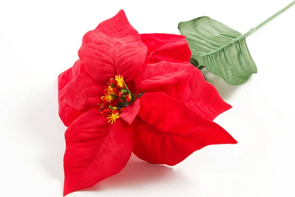 Noel yıldızı bitkisi