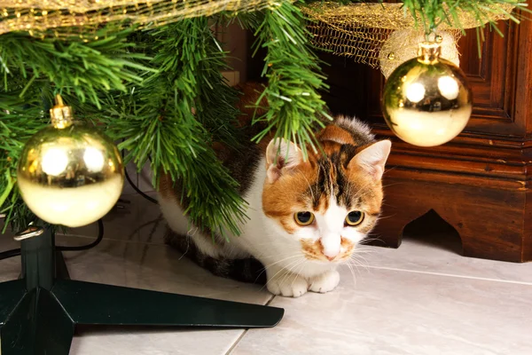 Cat and tree christmas — Stock Photo, Image
