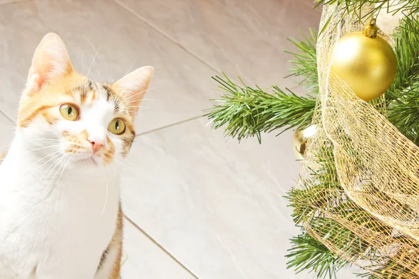 Cat and balls christmas tree — Stock Photo, Image