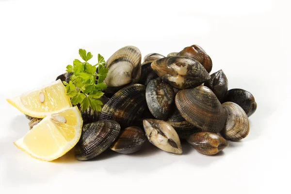 Clams — Stock Photo, Image