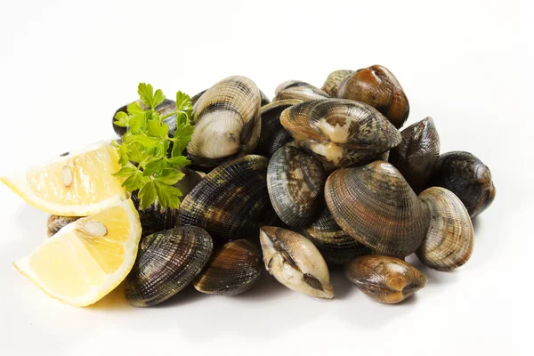 Clams — Stock Photo, Image