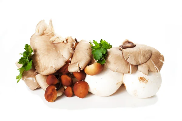 다양 한 버섯 절연 — 스톡 사진