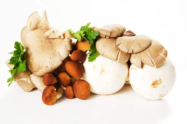 Verschillende paddestoelen geïsoleerd Rechtenvrije Stockfoto's