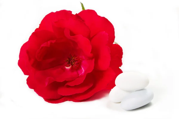 Цукровий мигдаль і троянда — стокове фото
