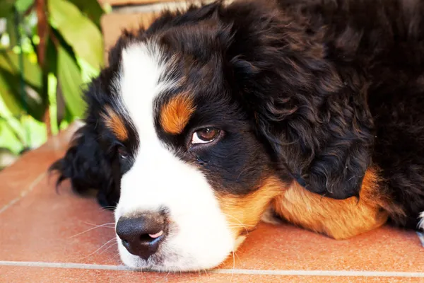 Puppy dog bernese mountain dog in the garden — Stock Photo, Image