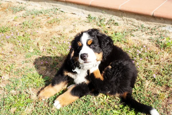 Cane cucciolo cane di montagna bernese in giardino — Foto Stock