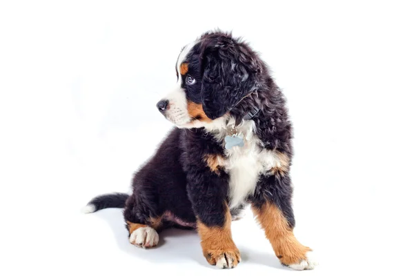 Yavru Bernese dağ köpeği — Stok fotoğraf