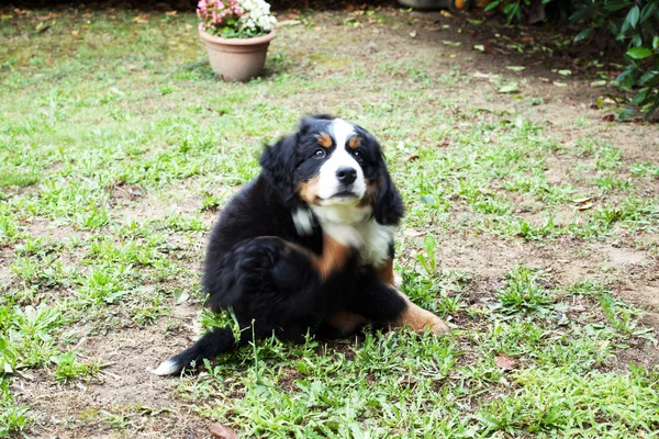 Cachorro perro bernese perro de montaña en el jardín — Foto de Stock