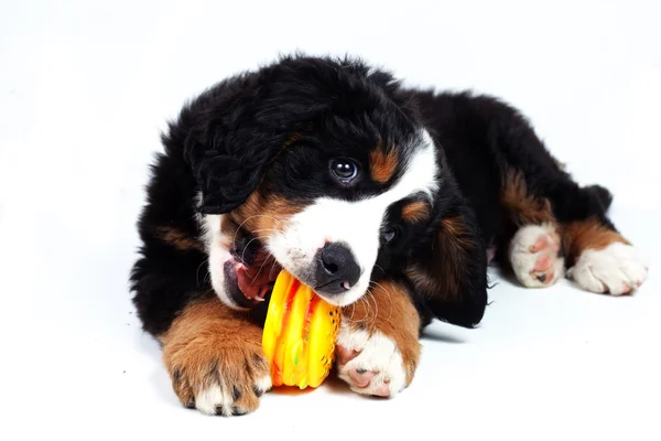 Cachorro bernese perro de montaña — Foto de Stock