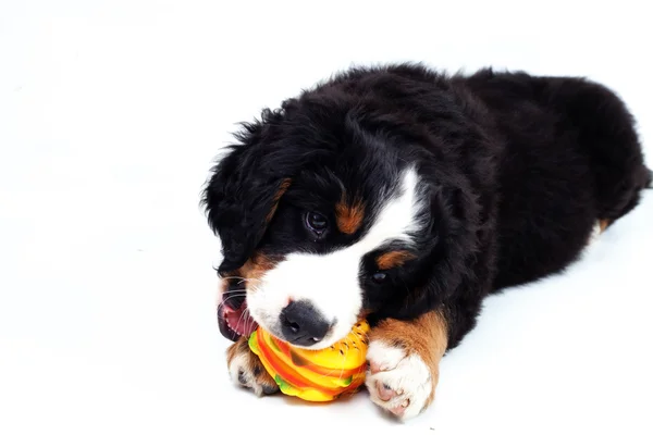 子犬ベレン山犬 — ストック写真
