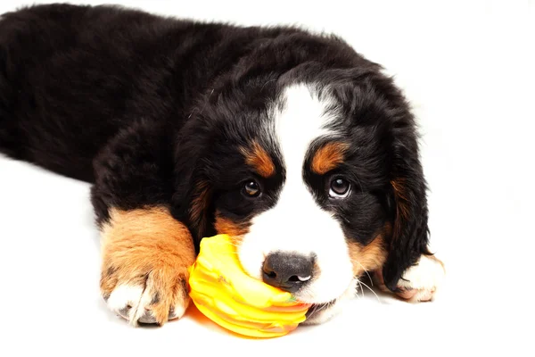 Yavru Bernese dağ köpeği — Stok fotoğraf