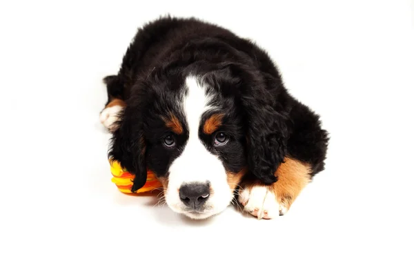 Welpe bernese mountain dog — Stockfoto