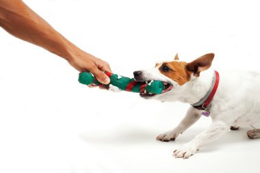 jack Russell terrier köpek beyaz