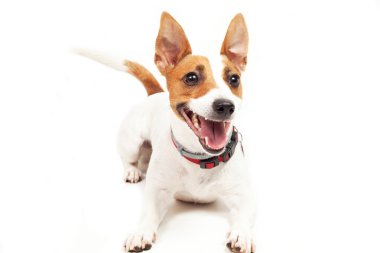 Jack Russell Teriyeri