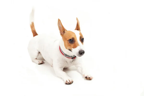 Jack Russell Terrier — Stock Photo, Image