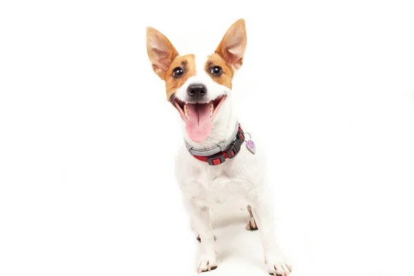 Jack Russell Terrier — Stock Photo, Image