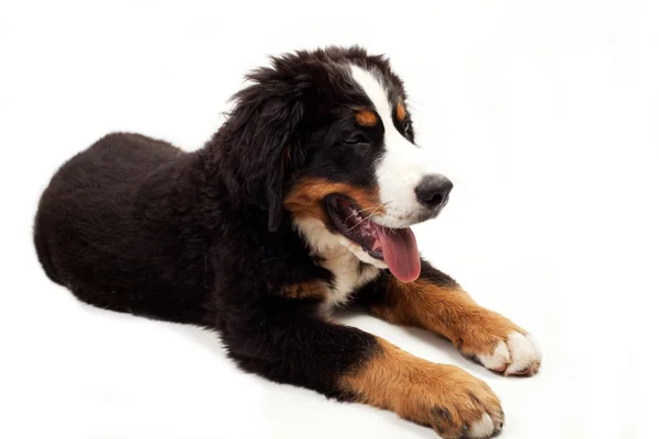 Bernese Mountain Dog — Stock Photo, Image