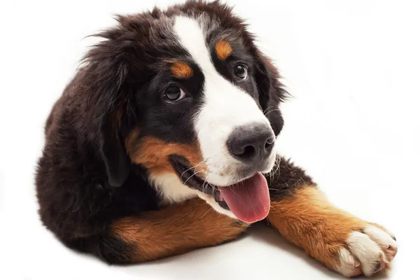 Bernese dağ köpeği — Stok fotoğraf