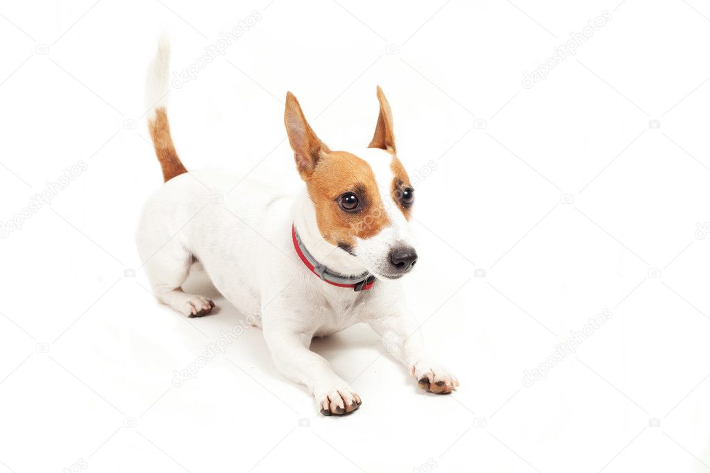 Jack Russell Terrier