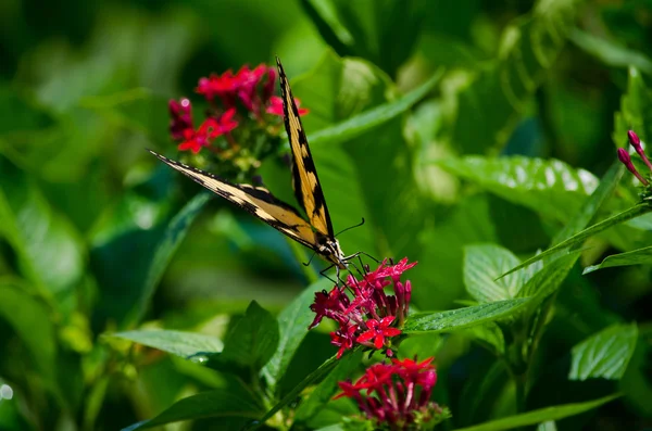 Yellow and Black Butterfly — Stock Photo, Image