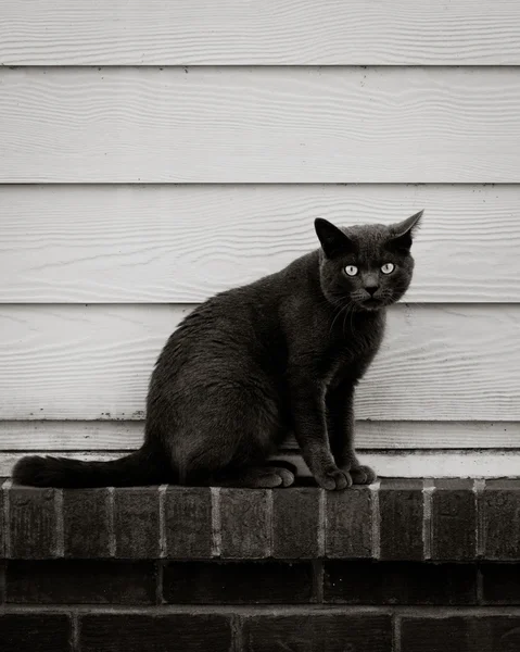 Gatto nero — Foto Stock