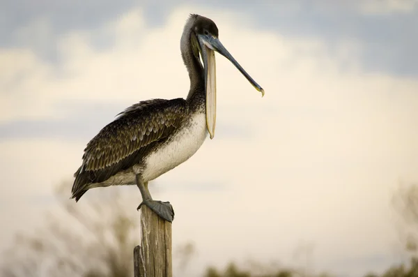 Pellicano bruno — Foto Stock